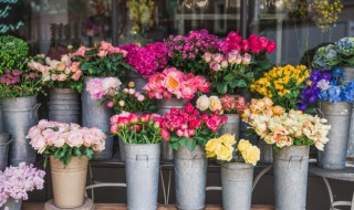 春花四绝之一的海棠花怎么养殖 春花四绝之一的海棠花怎么养殖视频