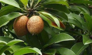 人心果怎么繁殖 人心果苗怎么培育