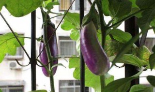 盆栽茄子怎么浇水 盆栽茄子怎么浇水好