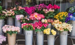 百万小铃夏天怎么度夏 百万小玲夏天怎么养