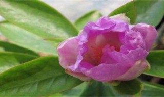 怎么粗养叶仙 叶仙苗怎么养