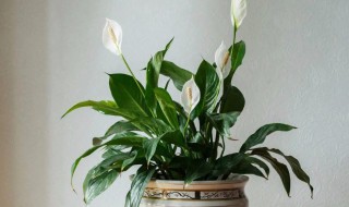 怎么养白掌（白掌盆栽怎么养）