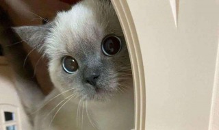 大可爱是什么意思 大可爱是谁啊