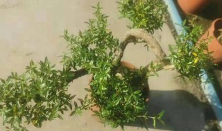 悬崖六月雪怎么养殖 悬崖六月雪怎样养殖