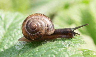 蜗牛喜欢吃什么?（蜗牛喜欢吃什么教案）