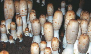 毛头鬼伞怎么吃 毛头鬼伞吃了症状