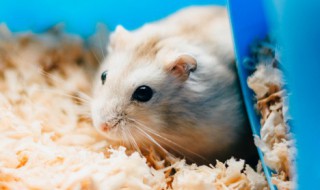 高铁可以带仓鼠吗 火车和高铁可以带仓鼠吗