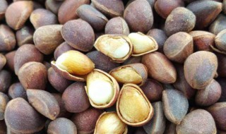 生松子的功效与作用(生松子的功效与作用及禁忌)