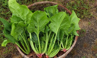 菠菜下表皮怎么撕下来（菠菜下表皮怎么撕下来视频）