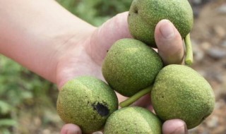 湿核桃怎么去皮最快(核桃皮涩怎么处理)