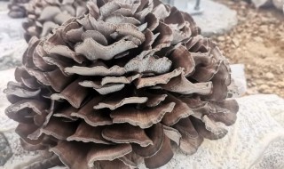 灰树花怎么做好吃（灰树花怎么做好吃窍门）