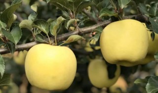 黄元帅苹果口感怎么样（黄元帅苹果百度百科）