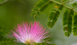 夜合花和合欢花傻傻分不清 夜合花和合欢花傻傻分不清什么意思