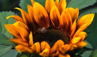 向日葵盘竟然可以泡水喝 向日葵盘熬水喝