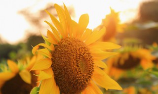 代表夏天的花有哪些（代表夏天的花有哪些花）