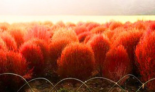 ?地肤红几月份开始红（地肤红百度百科）