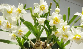 小窍门让你的水仙花快开花开得多 如何让水仙花开的久些