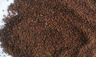 蓝香芥种子多少钱（蓝香芥种子多少钱一颗）