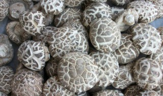 大花菇好还是小花菇好（大花菇和小花菇哪个好?）