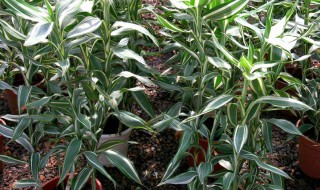 富贵竹夏天怎么养（富贵竹夏天怎么养才能更旺盛）