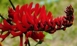 龙牙花可以扦插吗（龙牙花可以扦插吗图片）