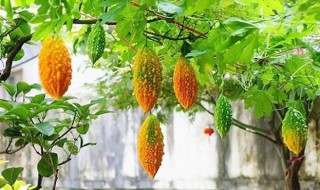 赖葡萄怎么催芽 赖葡萄种子发芽后怎么种