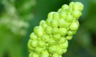 你知道天南星有毒性吗 天南星有没有毒