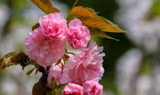 日本晚樱怎么养（日本晚樱怎么养才能开花）