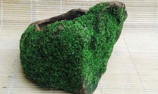 怎么样把苔藓种在石头上 苔藓种子怎么种在石子上