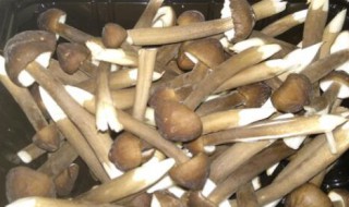 鸡纵菌怎么洗干净 鸡纵菌洗法