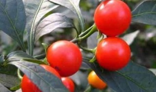 冬珊瑚能吃吗（冬珊瑚有毒吗）