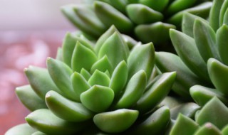 多肉怎么种植方法 多肉怎么种植方法和技巧