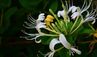 金银花怎么种植繁殖（金银花怎么种植繁殖方法）