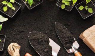 牛油果怎么种植 怎么种植牛油果