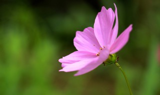 格桑花是什么 格桑花是什么季节开花