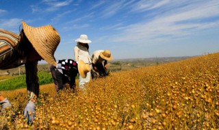 农村三农指的是什么 农村三农指什!?
