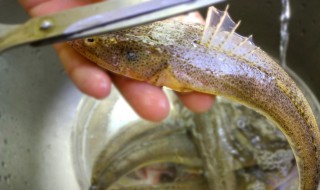 辫子鱼怎么做好吃 辫子鱼怎么做好吃家常做法