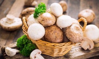 枞菌怎么做好吃（鸡枞菌怎么吃最好吃）