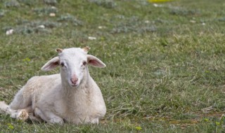 羊肩肉怎么做好吃（羊肩肉的做法大全）