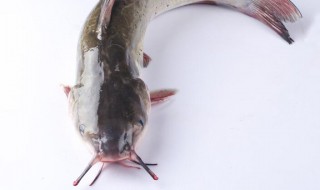 清江鱼怎么炖（清江鱼的做法）