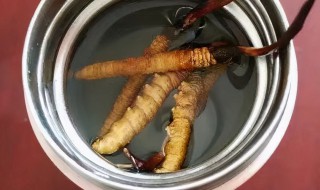虫草怎么炖效果最好 虫草隔水炖一般要炖多久