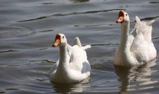 鹅怎么炖 鹅怎么炖好吃 家常简单
