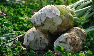 大头菜怎么腌制好吃 大头菜怎么炒好吃