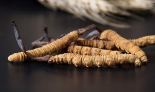 虫草怎么炖（虫草怎么炖汤好喝）