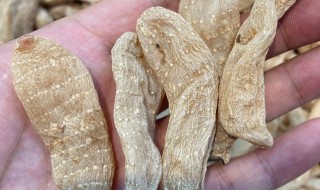 天麻怎么做好吃（天麻的正确吃法与功效）