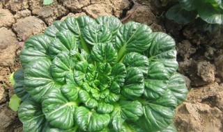 塌菜怎么做好吃(乌塌菜的功效与作用)