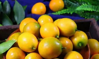 脆皮金桔怎么吃 脆皮金桔怎么吃能止咳