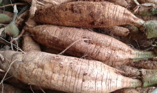 新鲜葛根怎么吃效果最好 新鲜葛根怎么吃效果最好呢