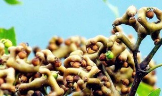 拐枣怎么吃最好 拐枣怎么吃最好最有营养