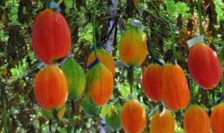 木鳖果怎么吃 木鳖子的功效与作用及禁忌